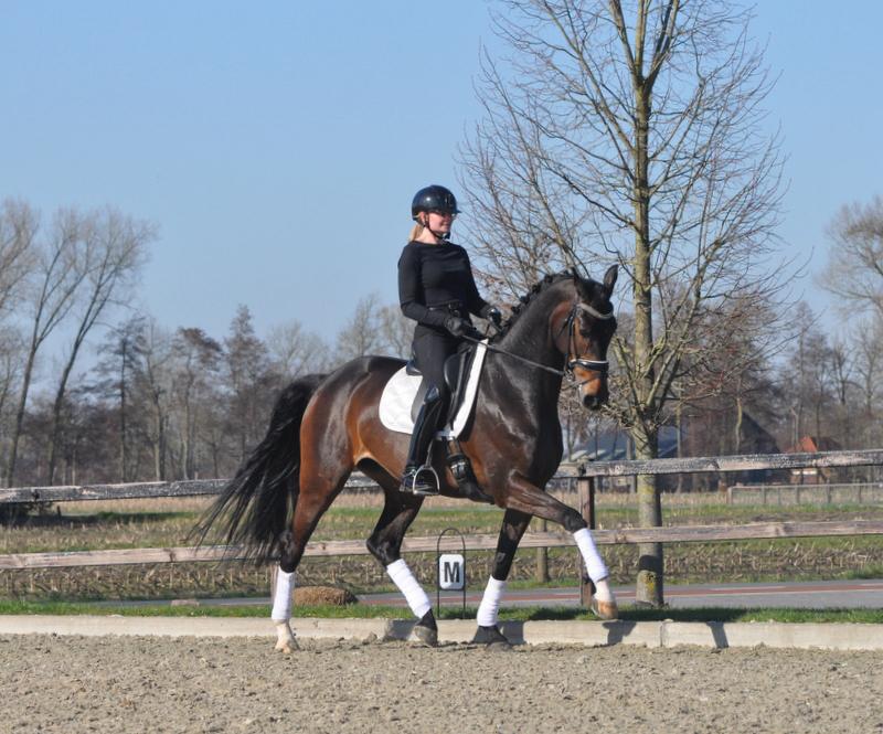 Fijn dressuurpaard te koop, Dieren en Toebehoren, Paarden, Merrie, Dressuurpaard, 170 tot 175 cm, 7 tot 10 jaar