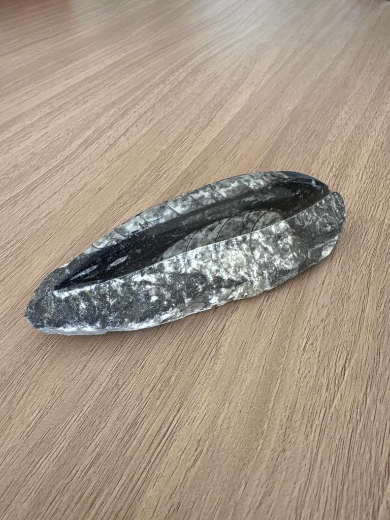 Orthoceras Fossiel - Ruw/Gepolijst, Verzamelen, Ophalen of Verzenden, Fossiel