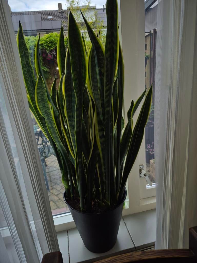 Kamerplanten, Huis en Inrichting, Kamerplanten, Ophalen of Verzenden, Halfschaduw, Minder dan 100 cm