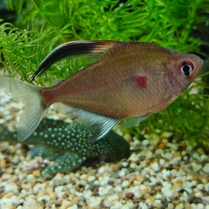 Hyphessobrycon erythrostigma, Vis