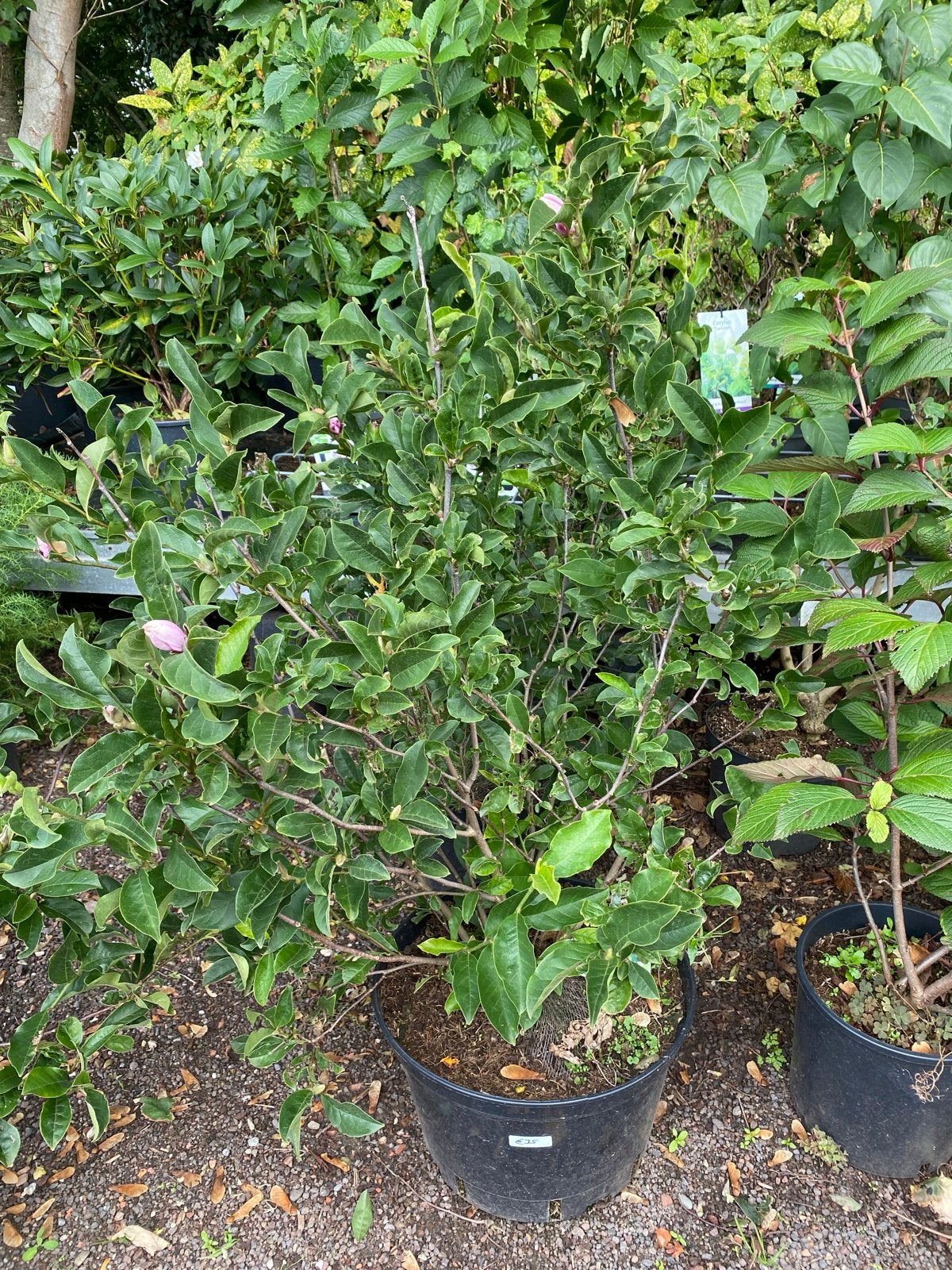Magnolia 'George Henry Kern' - Prachtige Bloeier, Ophalen, Overige soorten, Struik, Minder dan 100 cm
