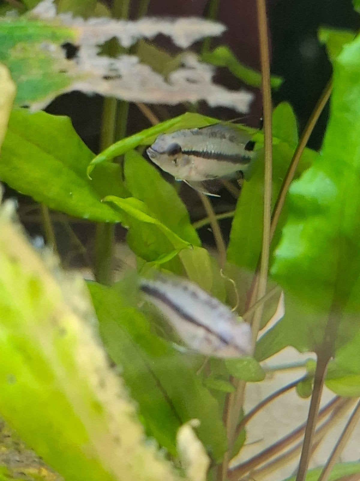 Apistogramma triffaciata, Vis