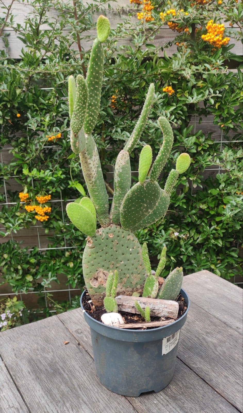 Vijgcactus (Opuntia ficus-indica), Ophalen, Cactus, Minder dan 100 cm, Bloeiende kamerplant