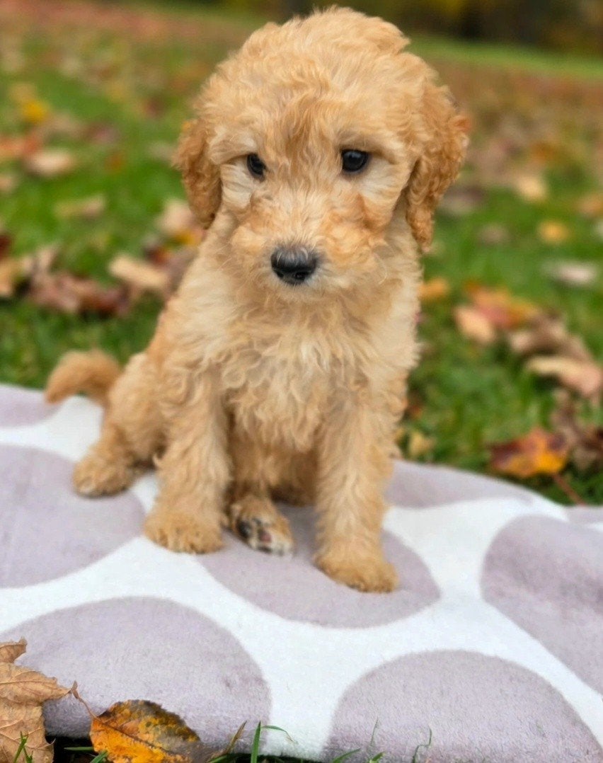 Labradoodle puppie's 🌸 Teefjes 🌸 beschikbaar., Overige rassen, 8 tot 15 weken, Meerdere, Meerdere dieren