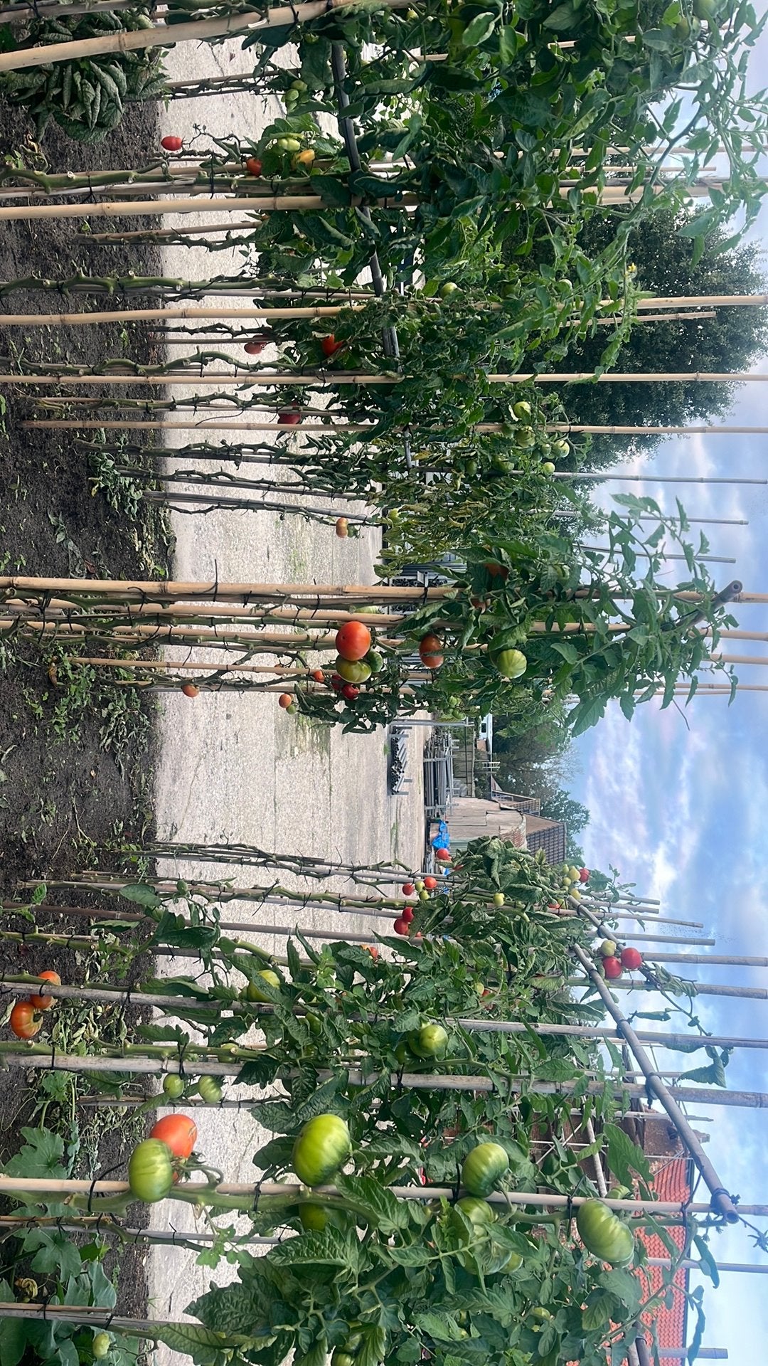 Verse tomaten!, Ophalen