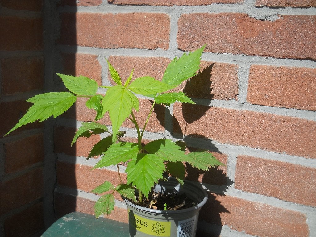 Framboos planten Biologisch, Tuin en Terras, Planten | Tuinplanten, Ophalen of Verzenden, Vaste plant, Groenteplanten, Volle zon