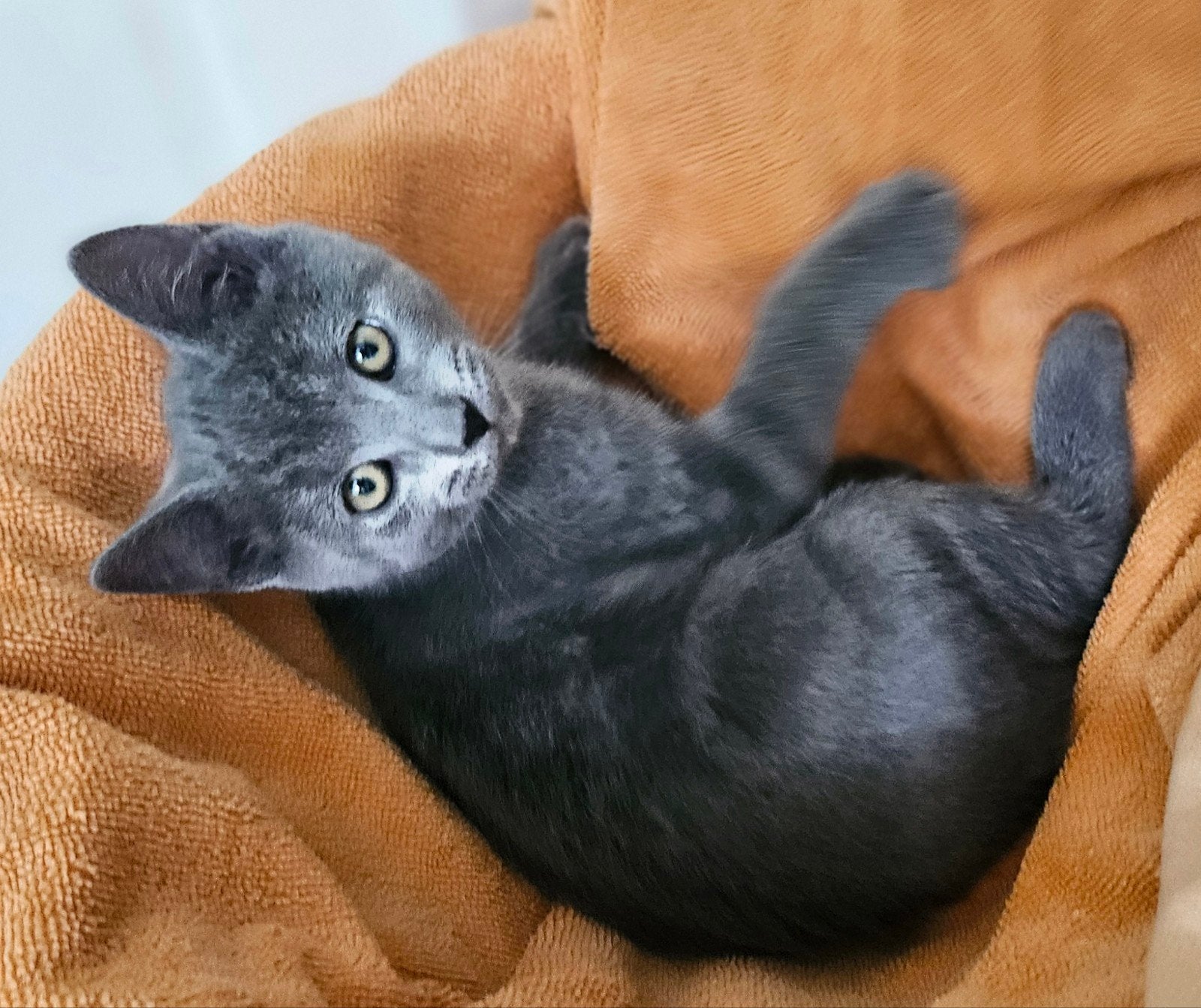 Lieve kitten/katertje. Blauwe Rus/Britse korthaar., Dieren en Toebehoren, Katten en Kittens | Overige Katten, Kater, Kortharig