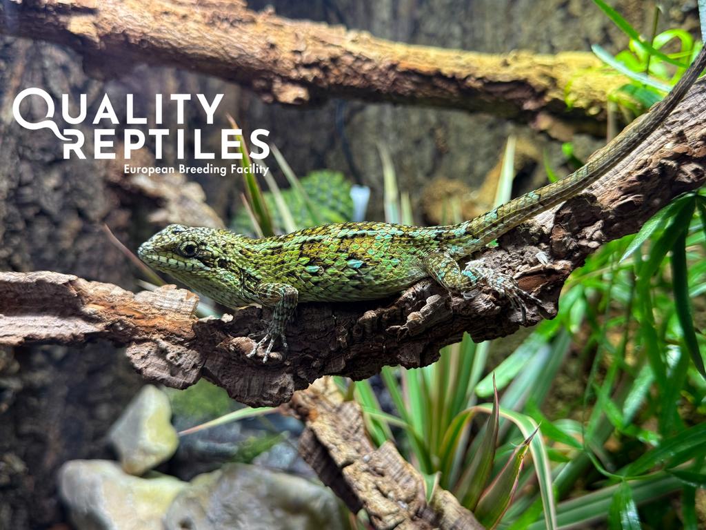 1.1 salea horsfieldii - Horsfields stekel hagedis (zeldzaam), Hagedis, Met terrarium, 0 tot 2 jaar