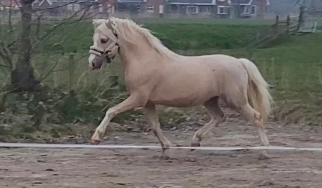Prachtige palomino welsh sectie a hengst, Dieren en Toebehoren, Pony's, Met stamboom, Dressuurpony, Hengst, A pony (tot 1.17m)