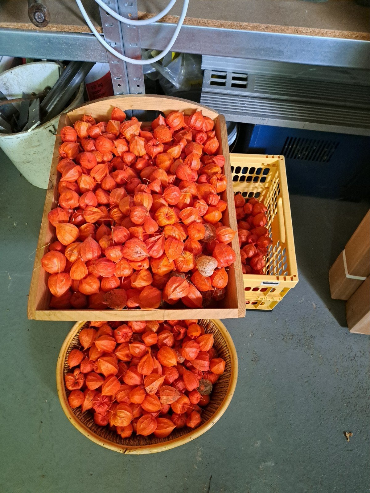 physalis lampionnen en pompoenen, Ophalen of Verzenden, Overige soorten, Volle zon