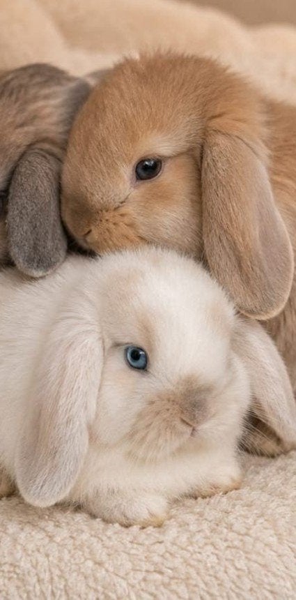 Prachtige tamme raszuivere Minilop konijntjes beschikbaar, Dieren en Toebehoren, Konijnen, Meerdere dieren, Dwerg, Hangoor, 0 tot 2 jaar