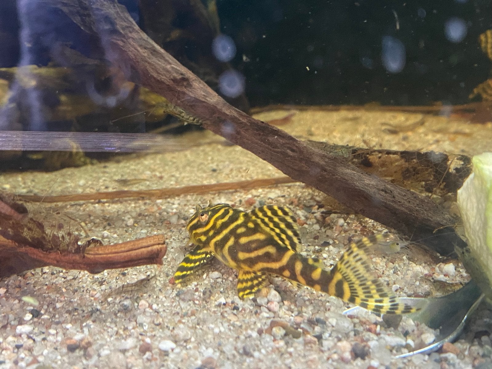 L333 Hypancistrus yellow king tiger, Dieren en Toebehoren, Vissen | Aquariumvissen, Vis, Zoetwatervis