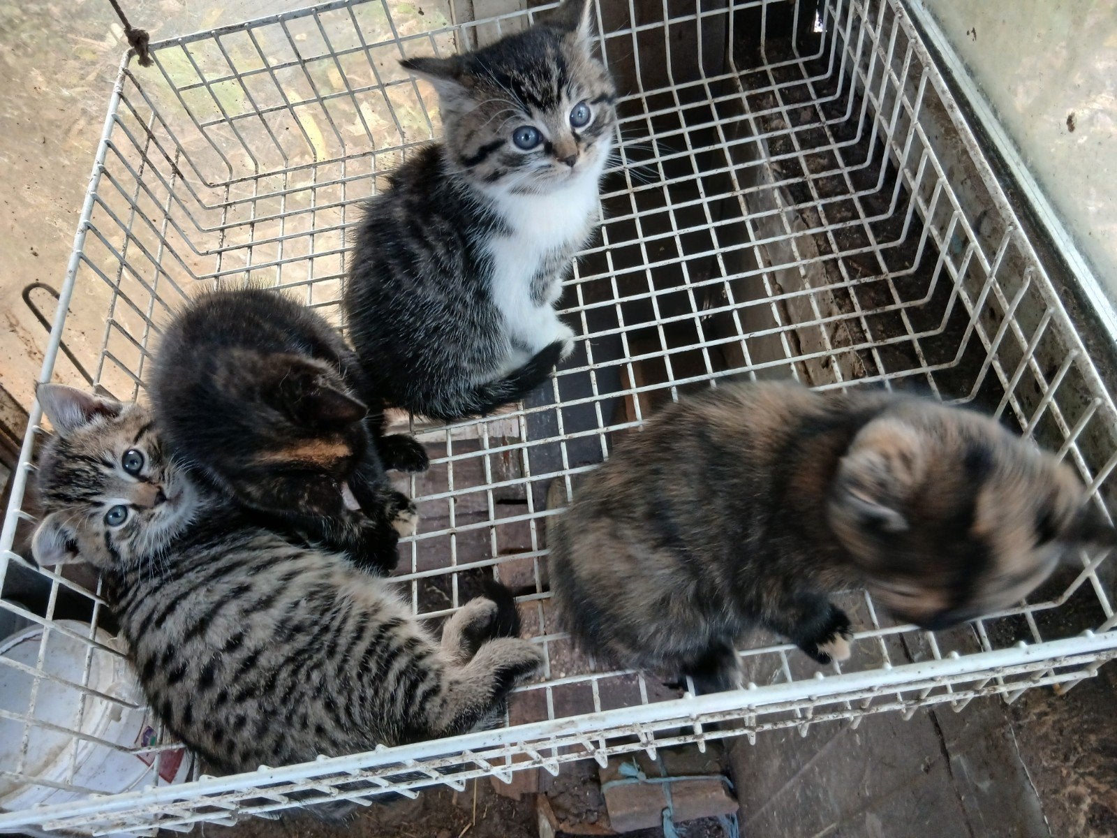 jonge kittens geboren 10-9-26 moeder kruising Engelse kortha, Meerdere dieren, Kortharig, 0 tot 2 jaar