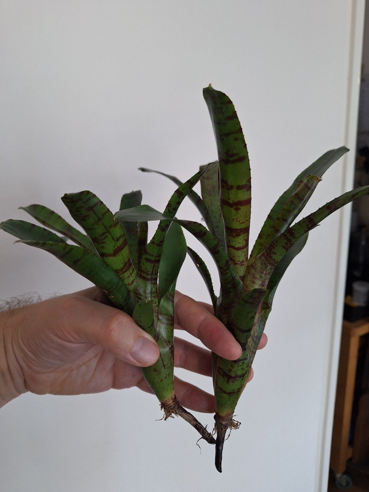 bromelia voor terrarium, Ophalen of Verzenden, Halfschaduw, Minder dan 100 cm