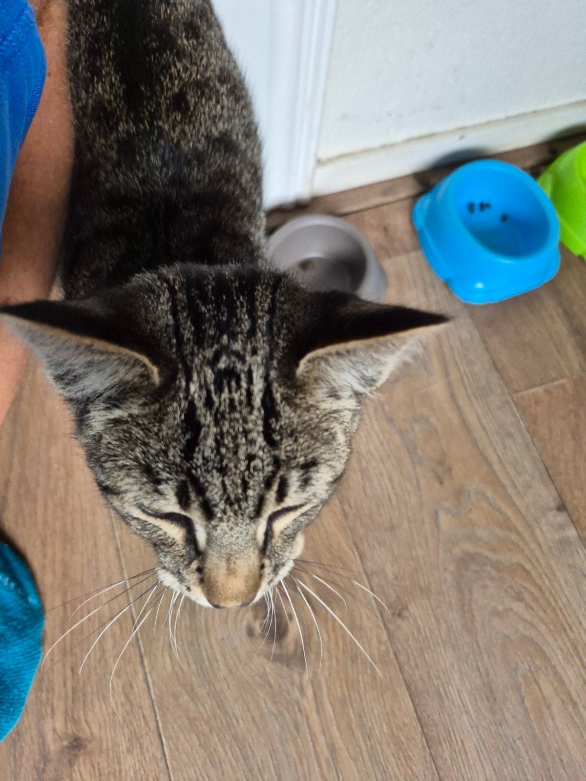 kitten