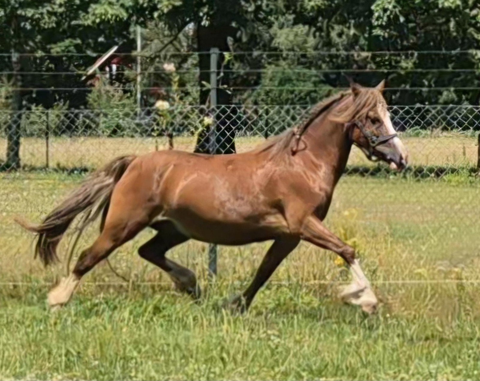 Prachtige Brave Welsh C merrie., Dieren en Toebehoren, Merrie, C pony (1.27m tot 1.37m), Met stamboom, 7 tot 10 jaar