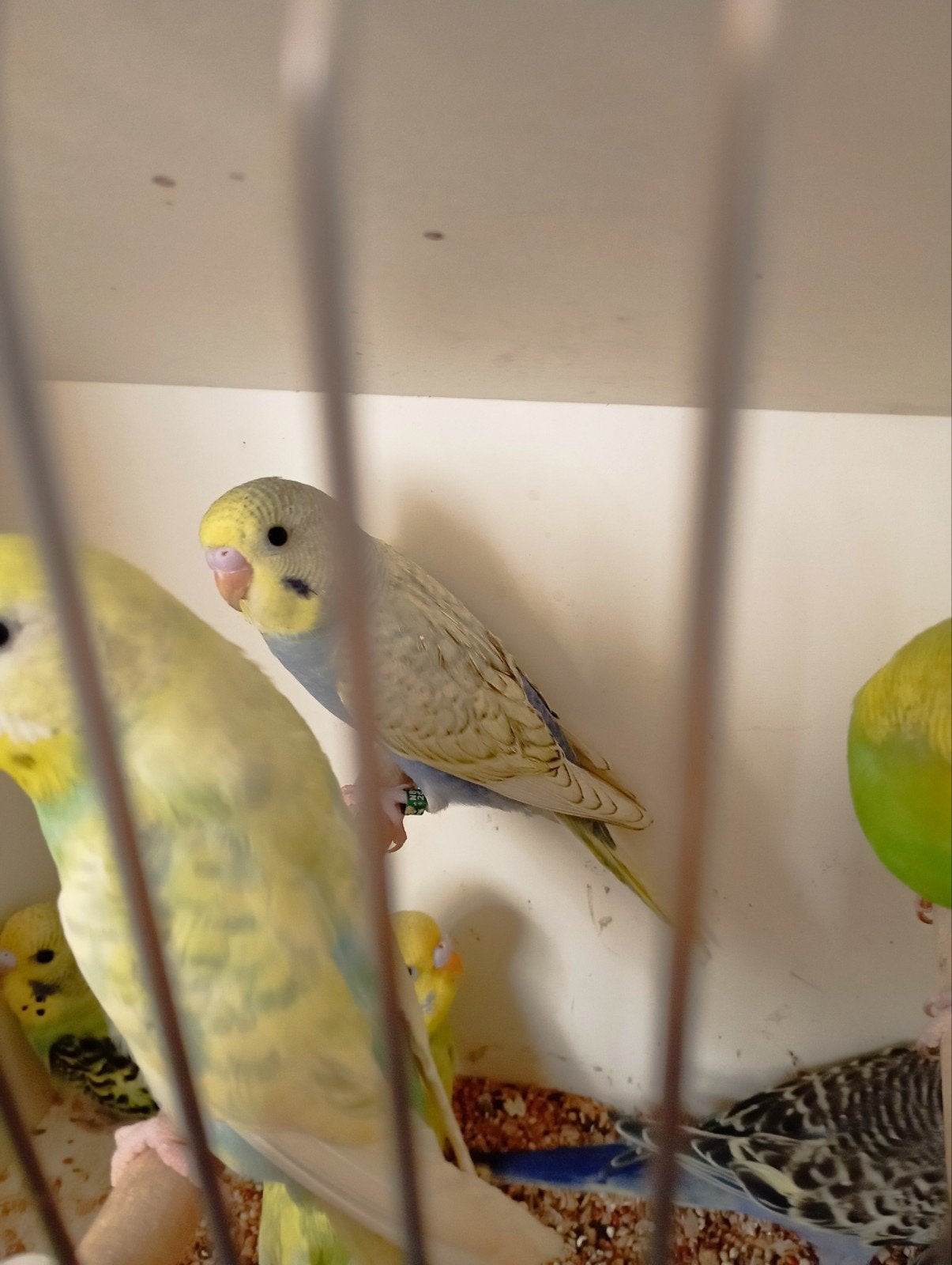 Te koop partij kleur grasparkieten, Dieren en Toebehoren, Meerdere dieren, Parkiet