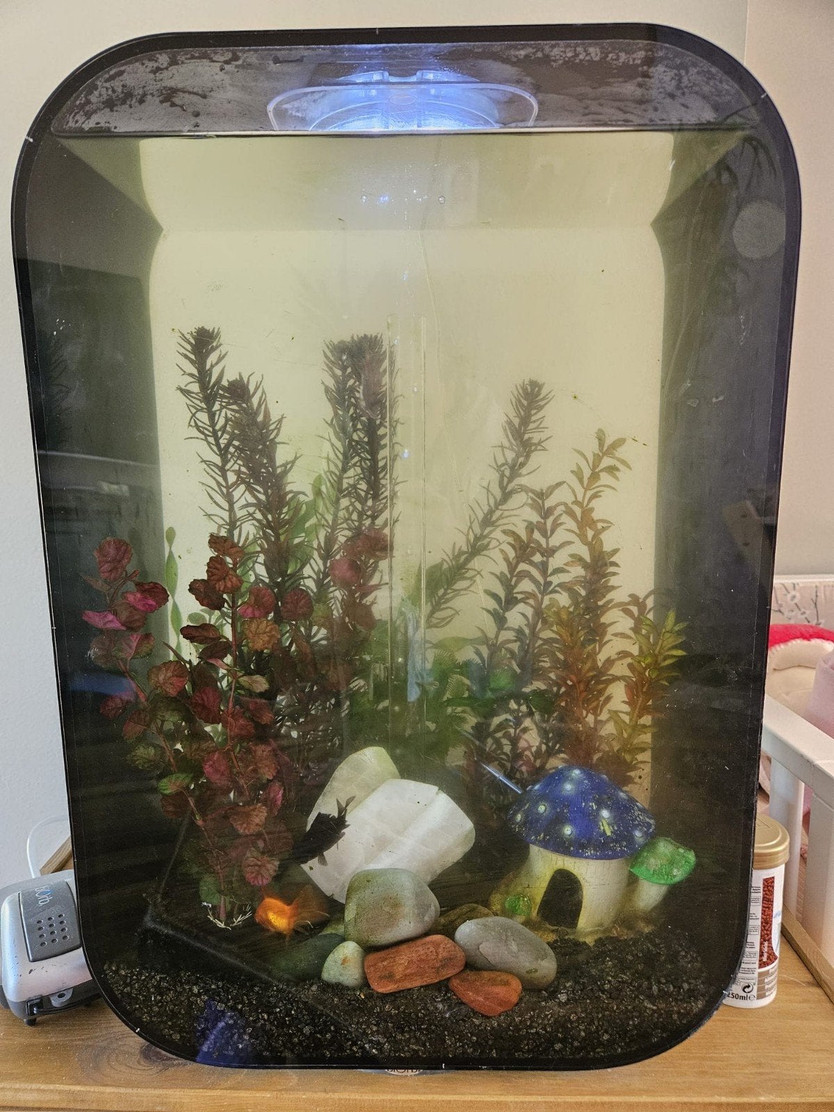 Biorb life 45 liter, Ophalen, Inclusief toebehoren, Gebruikt, Gevuld zoetwateraquarium