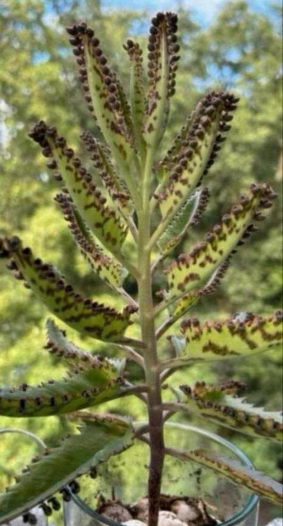 BBB Black Beauty Baby 🖤🖤🖤, Huis en Inrichting, Kamerplanten, Ophalen, Vetplant, Minder dan 100 cm, Bloeiende kamerplant