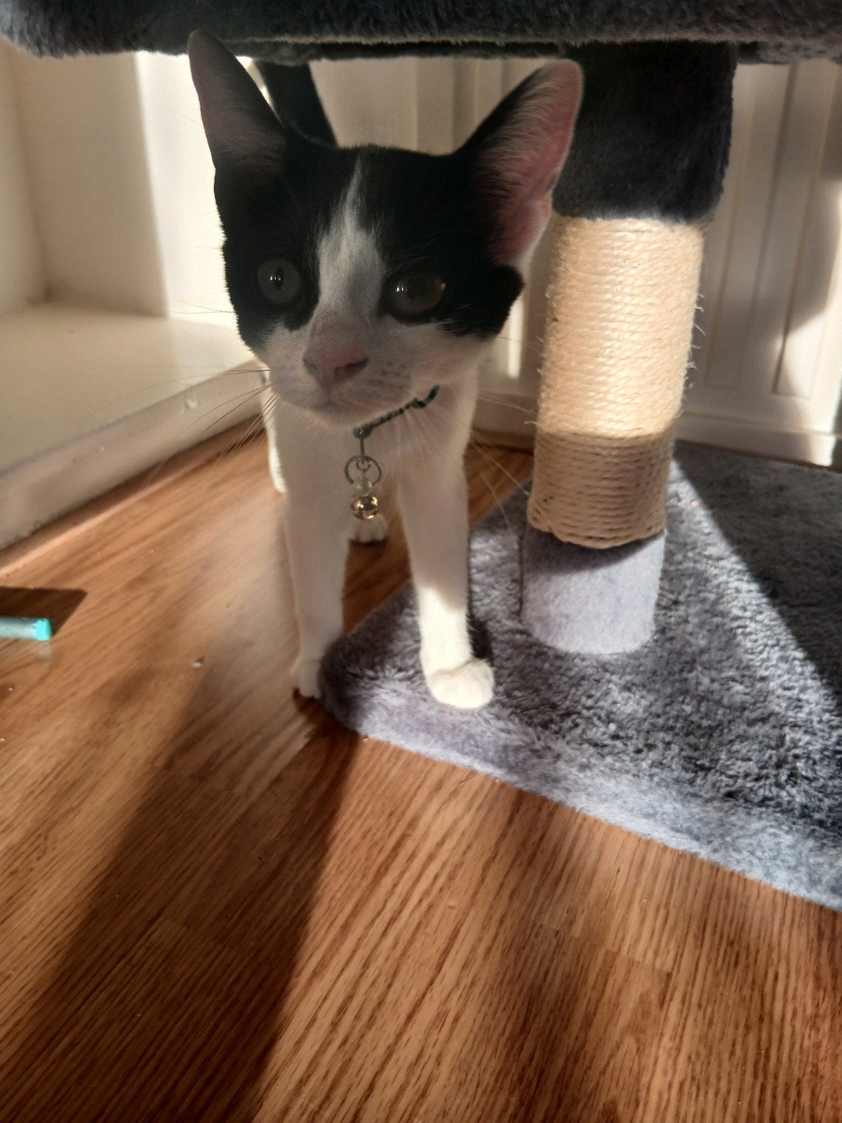 kitten zoekt fijne huis met spoed., Poes, Kortharig, 0 tot 2 jaar