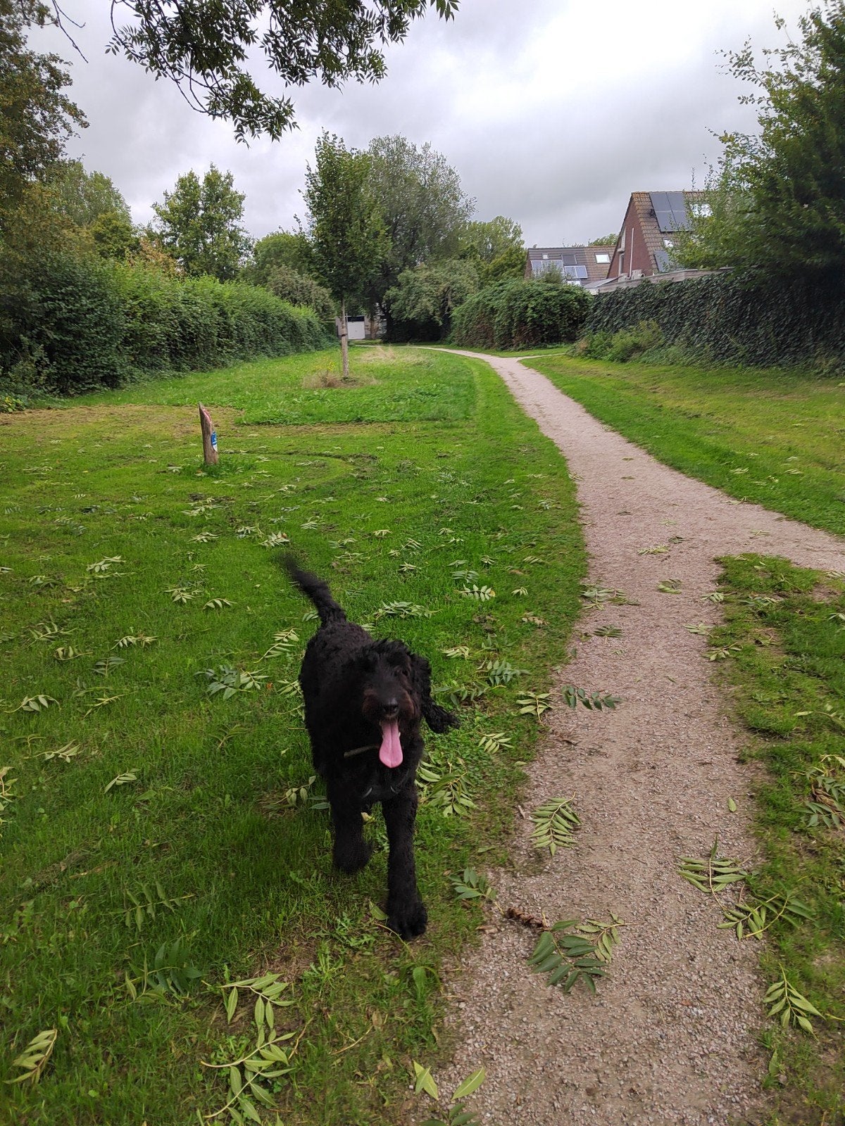 labradoodle zoekt nieuw warm thuis, Ophalen, Minder dan 50 cm