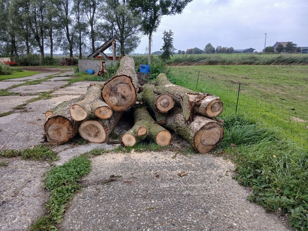 Haardhout op stam, Tuin en Terras, 3 tot 6 m³, Ophalen, Overige houtsoorten, Stammen