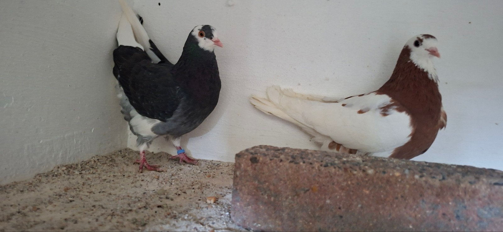 Te koop sierduiven Birmingham rollers, Meerdere dieren, Tuimelaar of Roller