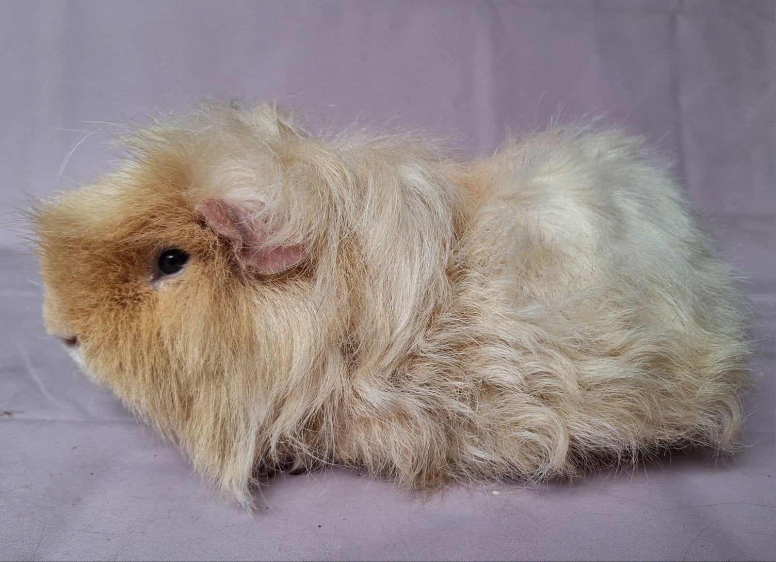 Merino beer - creme, Dieren en Toebehoren, Knaagdieren, Mannelijk, Cavia, Mei, Tam
