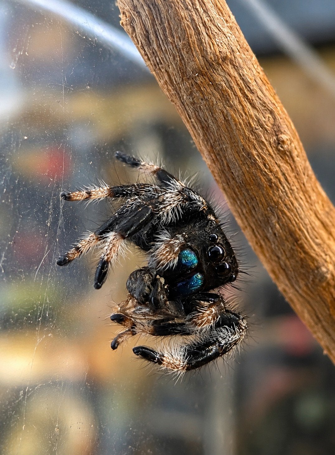 Phidippus Regius 'Soroa' mannetje, Spin of Schorpioen