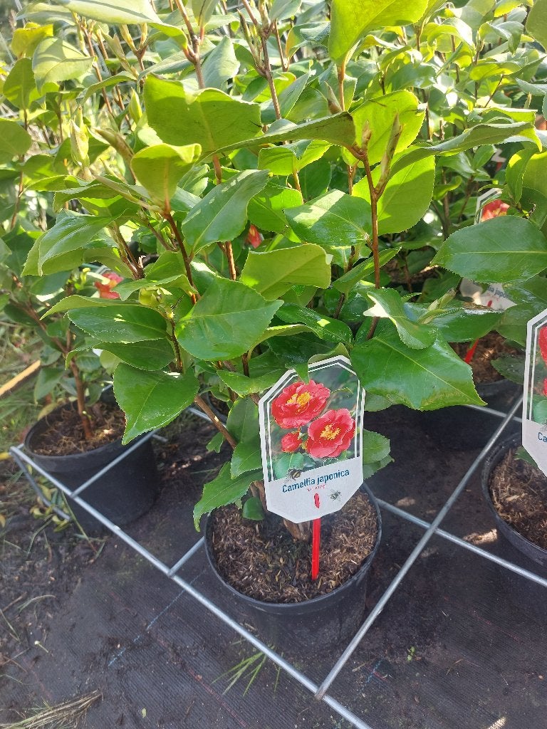Camellia japonica dr King, Ophalen, Zomer, Overige soorten, Volle zon