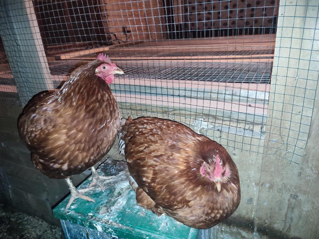 Bruine leghennen goed aan de leg, Dieren en Toebehoren, Pluimvee, Vrouwelijk, Kip