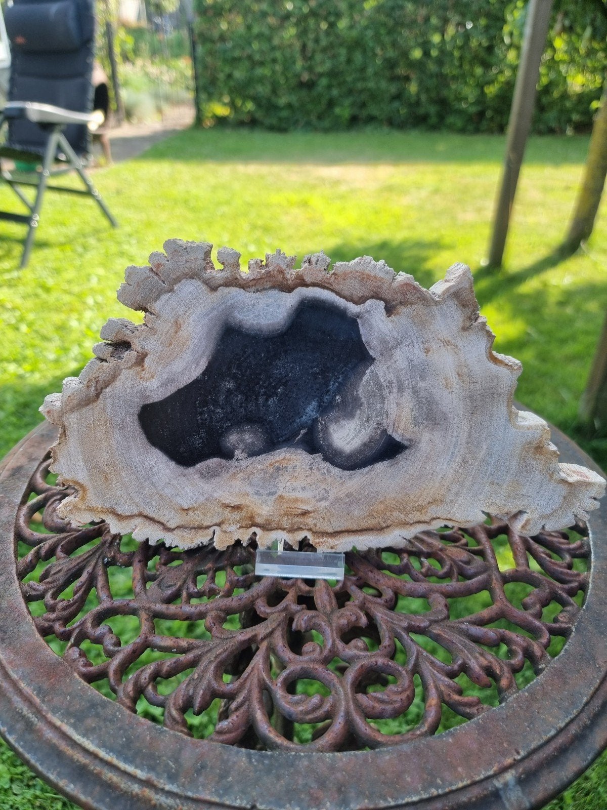 Versteend hout Indonesië, Ophalen of Verzenden