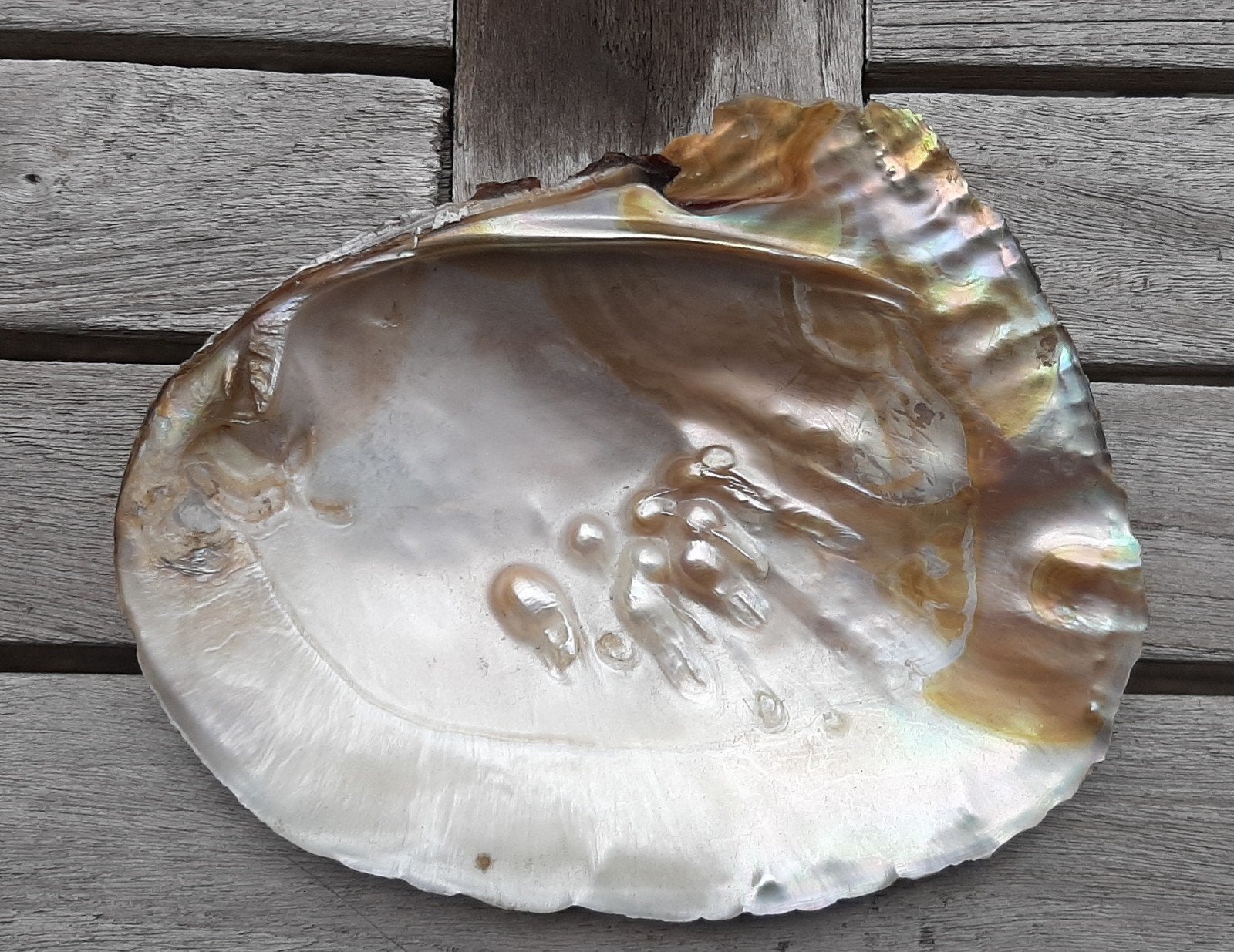 Abelone schelp, Ophalen of Verzenden, Schelp(en)