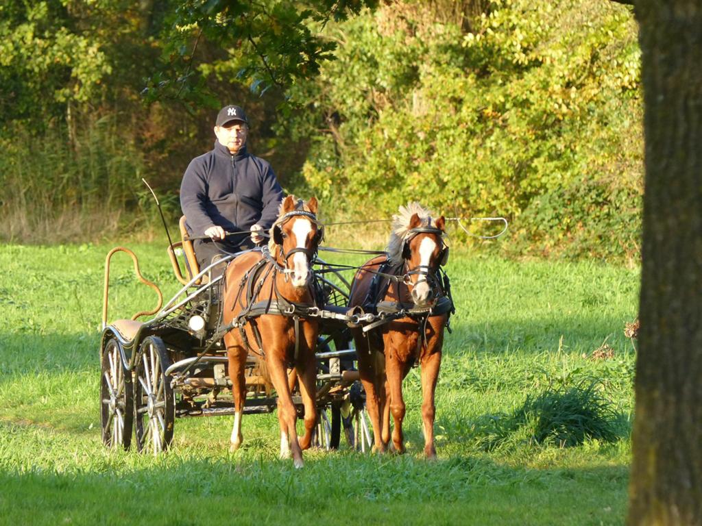Opleiding tot menpony betuigen • correctie • training, Diensten en Vakmensen, Dieren | Paarden | Verzorging, Oppas en Les, Gedragstraining