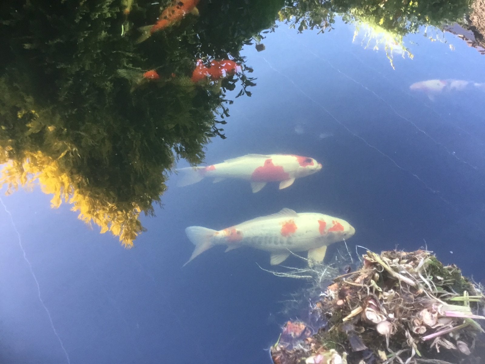 Mooie koi mag weg wegens te veel vissen denk 57 cm 125 euro, Karper of Koi