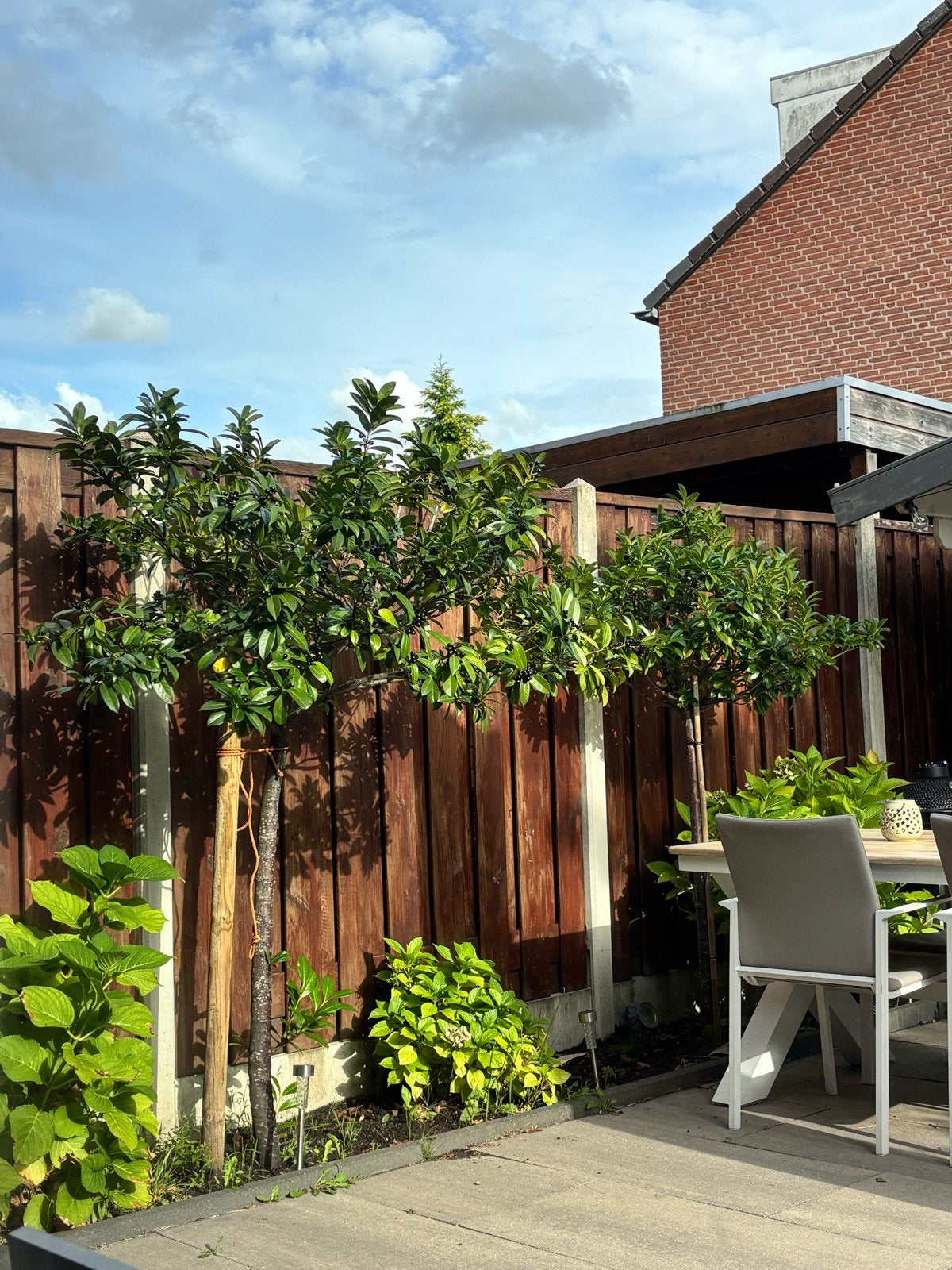 3 Laurier bomen - Snel ophalen!, Tuin en Terras, Planten | Bomen, Halfschaduw, Lente, 100 tot 250 cm, Overige soorten