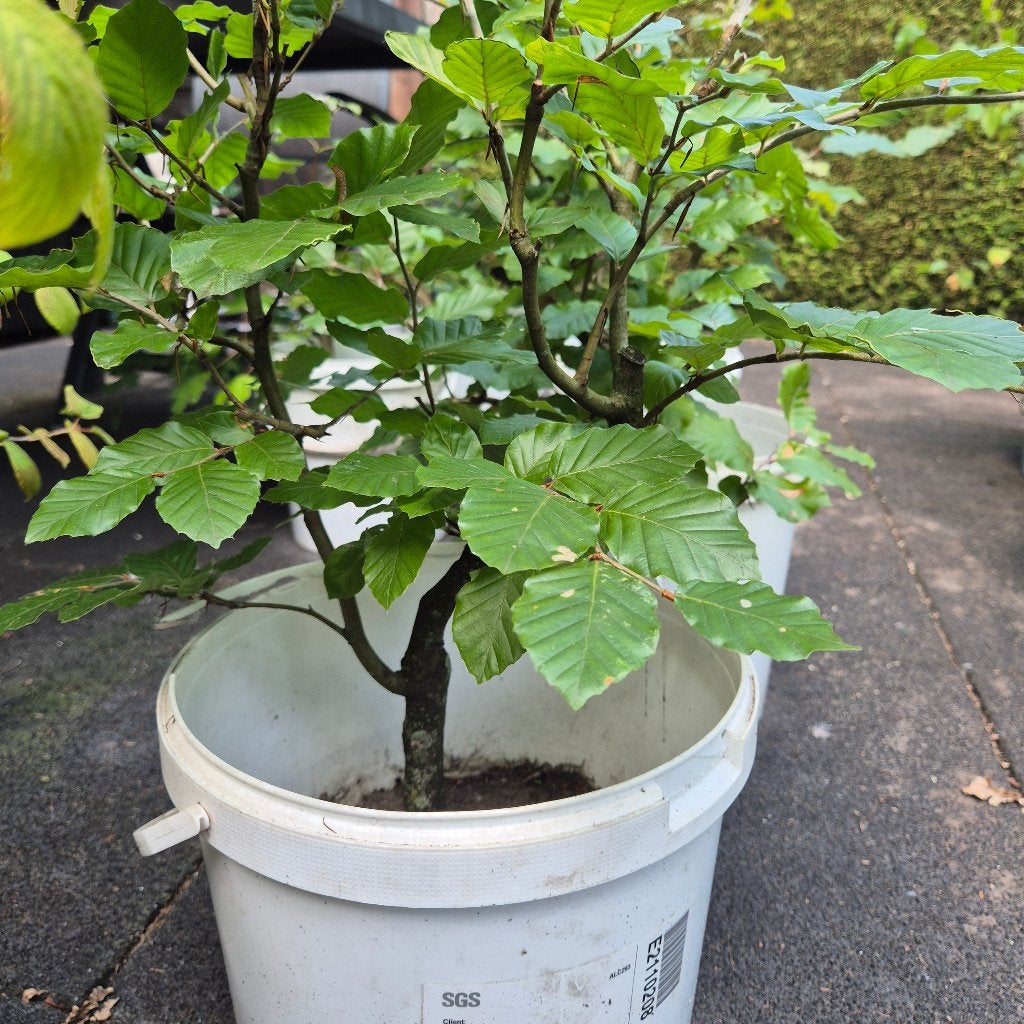 Pre Bonsai Fagus Sylvatica, Halfschaduw, Overige soorten, Minder dan 100 cm, Zomer