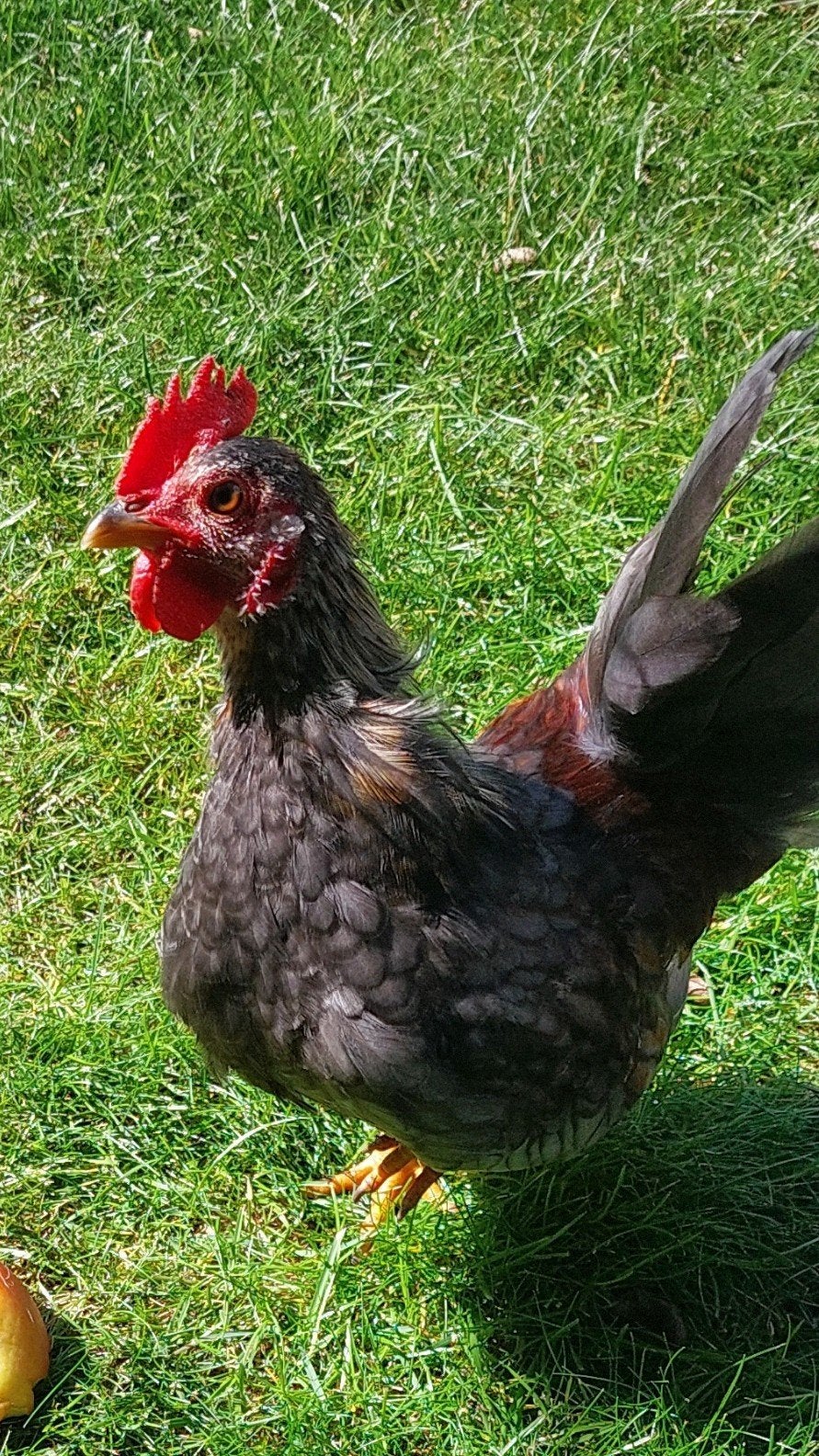 Gratis 2 Serama haantjes, Dieren en Toebehoren
