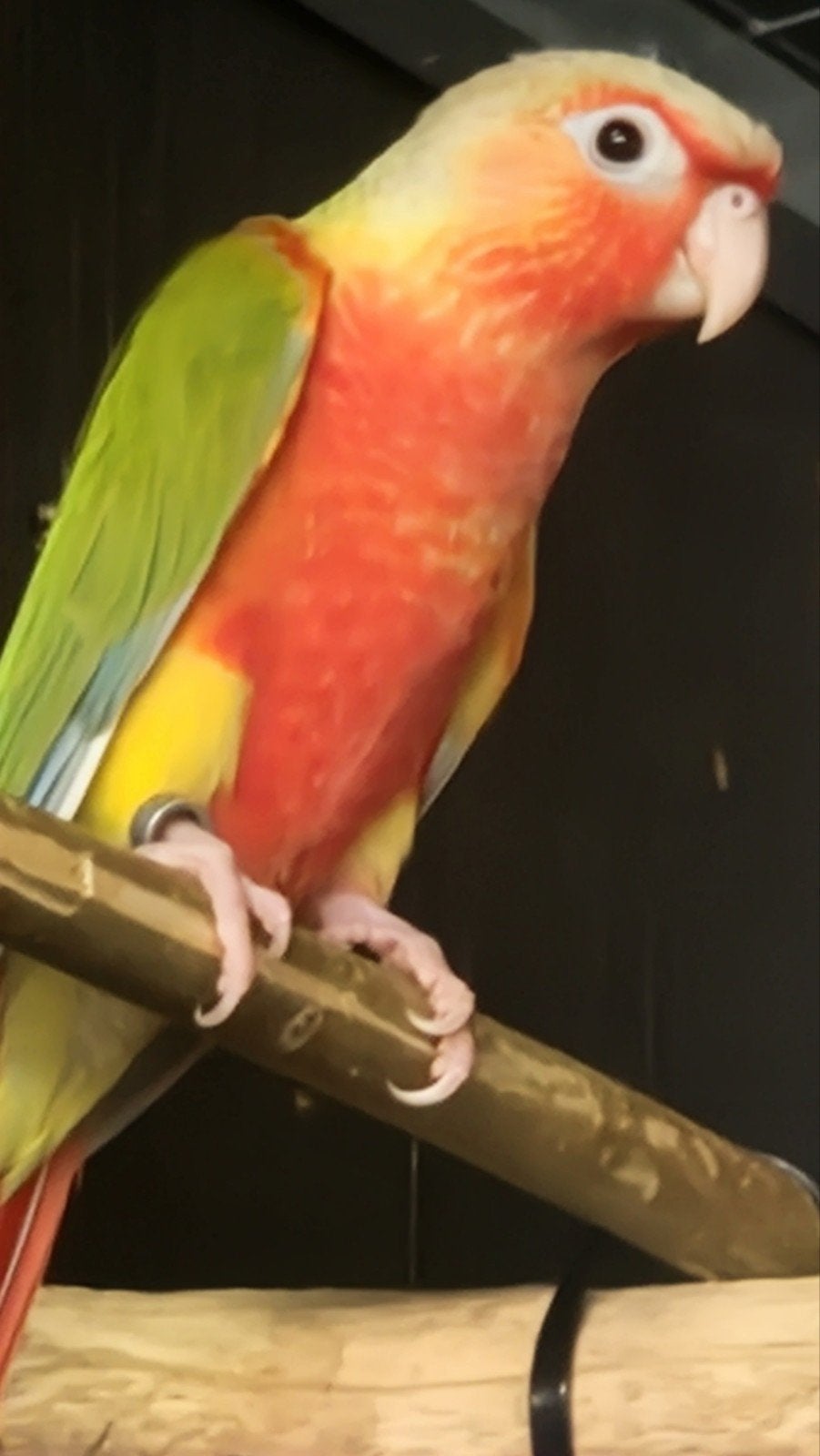 Pyrrhura Pineappel Rood /kans split lutino 2026, Dieren en Toebehoren, Vogels | Parkieten en Papegaaien, Meerdere dieren, Papegaai