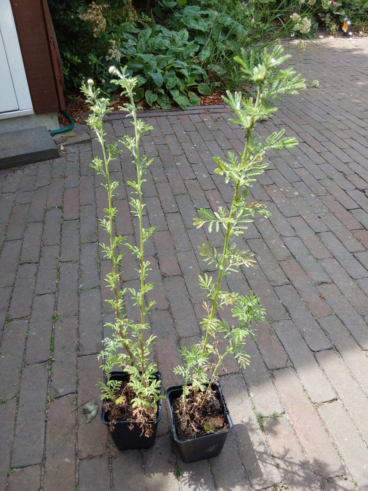 Plantjes, Ophalen
