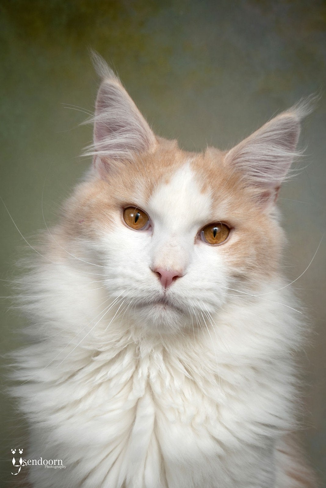 Maine Coon Dekkater, Dieren en Toebehoren, Katten en Kittens | Dekkaters
