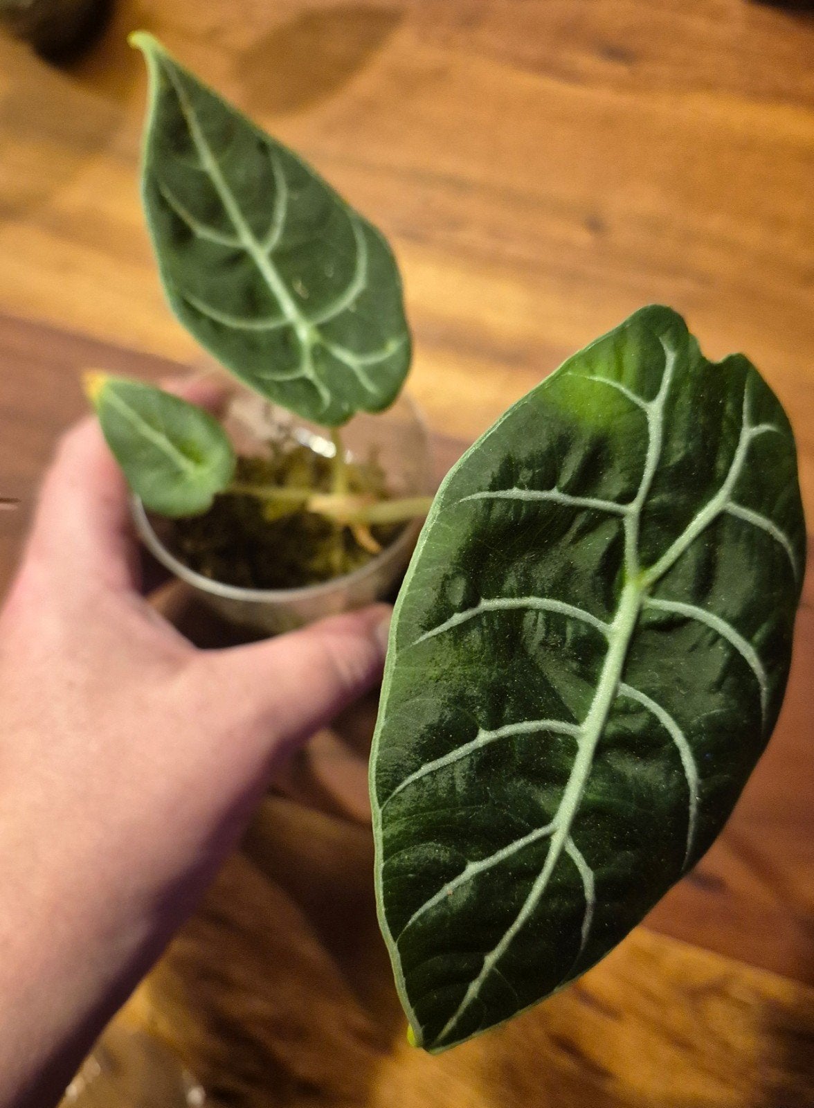 Alocasia watsoniana Pride of curup, Ophalen of Verzenden, Halfschaduw, Minder dan 100 cm