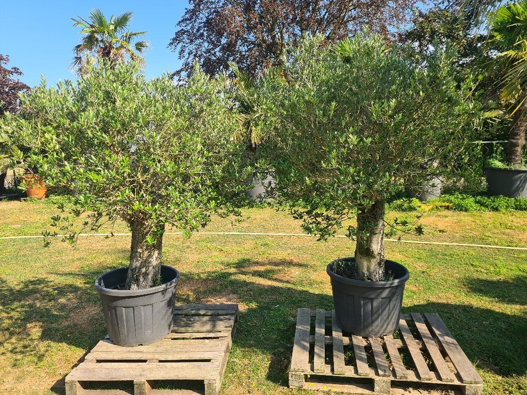 Olijfbomen totaal twee stuks, Tuin en Terras, Lente, 100 tot 250 cm, Olijfboom, Ophalen