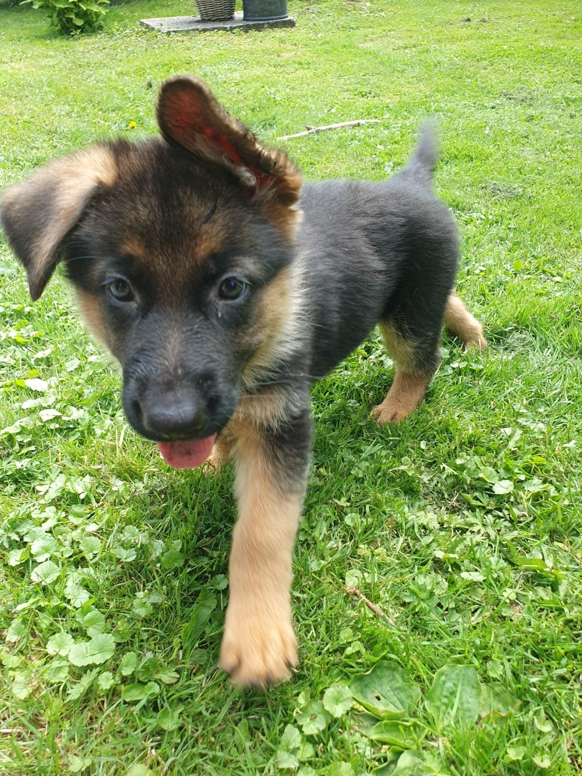 Te koop 4 prachtige Duitse Herder pups/teven 8 weken oud., Dieren en Toebehoren, Honden | Herdershonden en Veedrijvers, 8 tot 15 weken