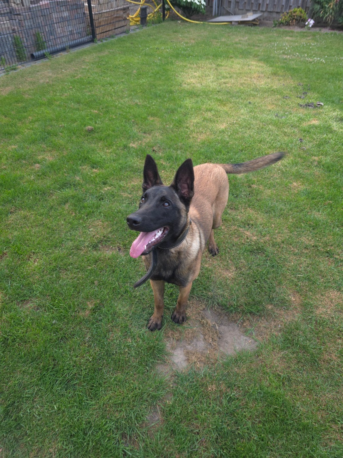 Mechelse herder teef, Dieren en Toebehoren, 15 weken tot 1 jaar, Teef, Parvo, Eén hond