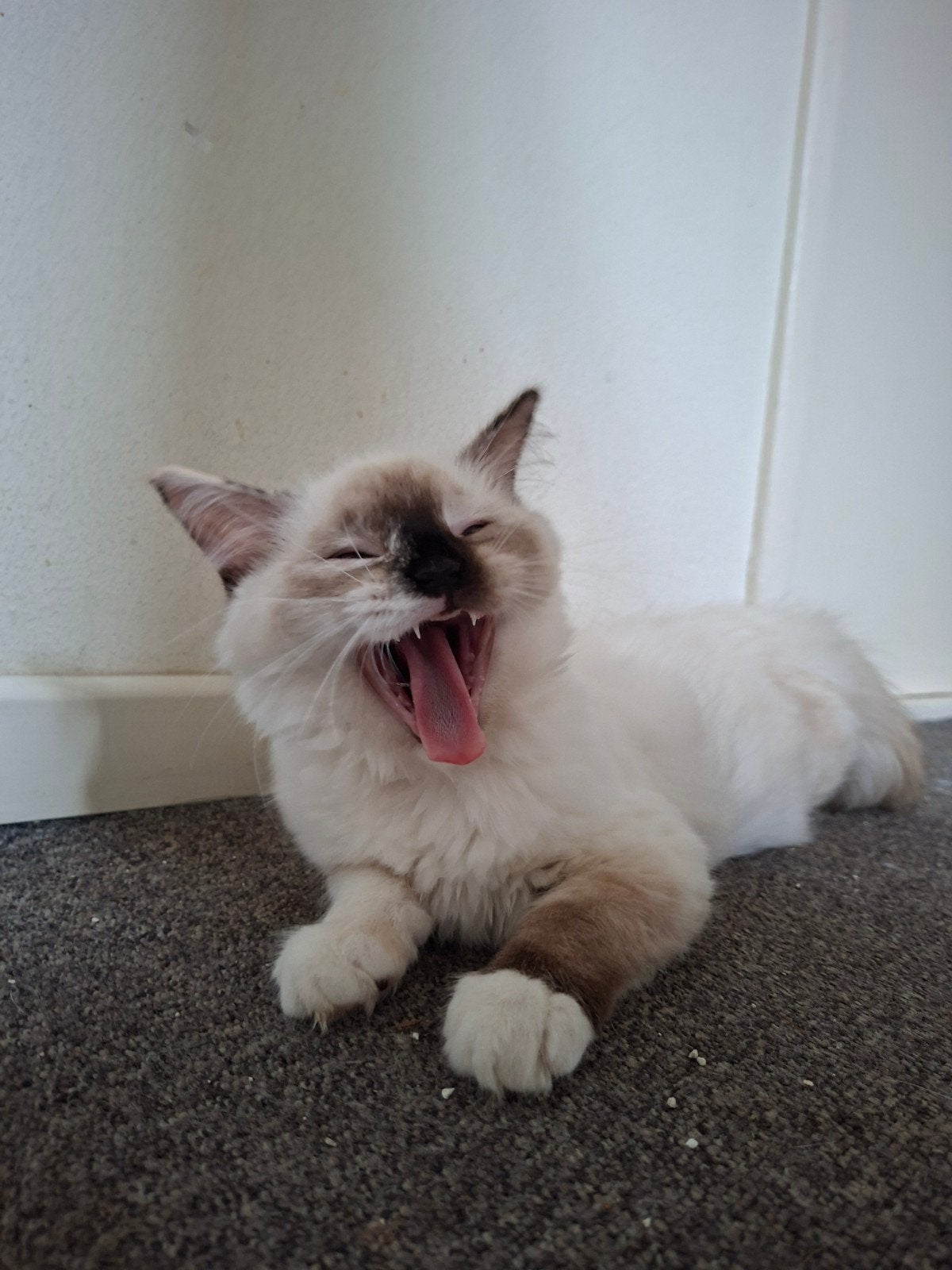tk half zusjes ragdollkittens, (zelfde vader) a 550 €, Meerdere dieren, Ontwormd