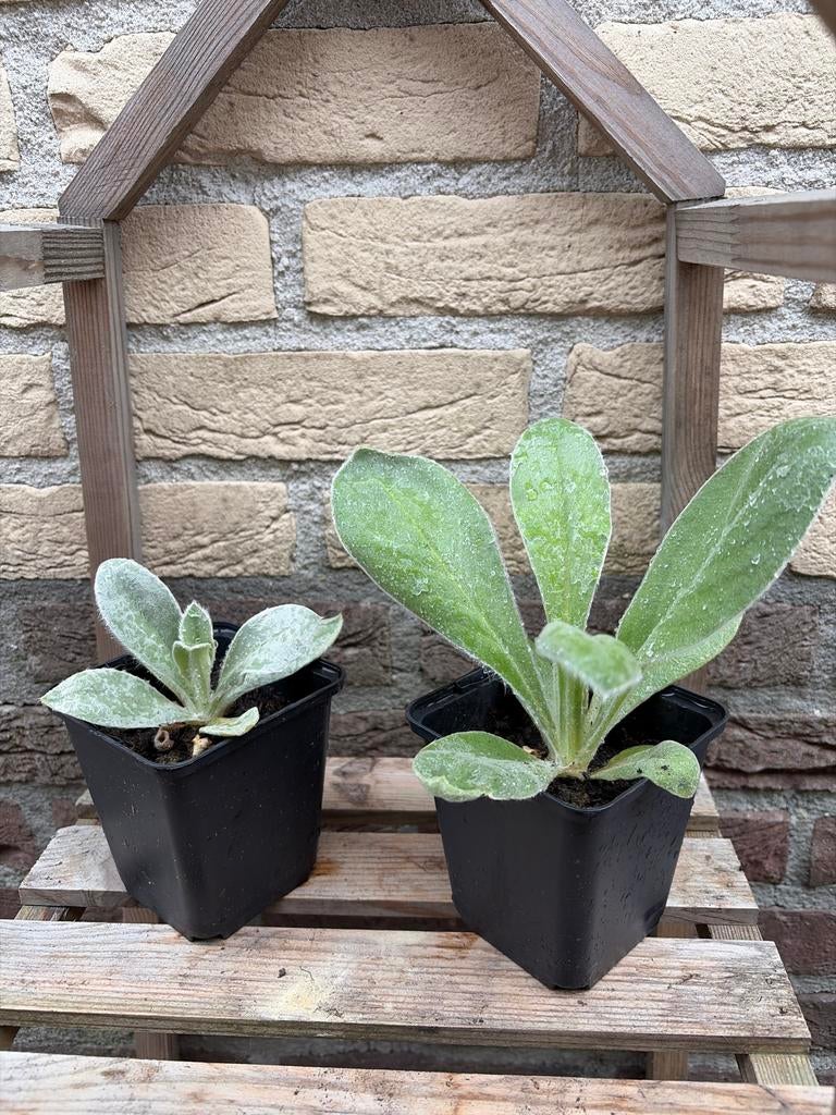 Twee viltige salie stekken - Ezelsoor, Volle zon, Vaste plant, Zomer, Ophalen