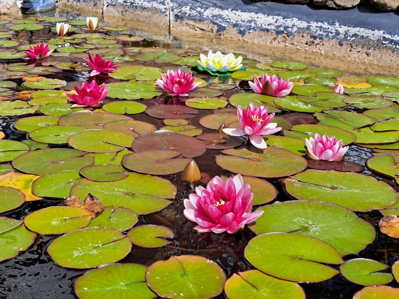Vijver met toebehoren, waterlelies en vissen te koop, Tuin en Terras, Vijvers, Ophalen, Gebruikt