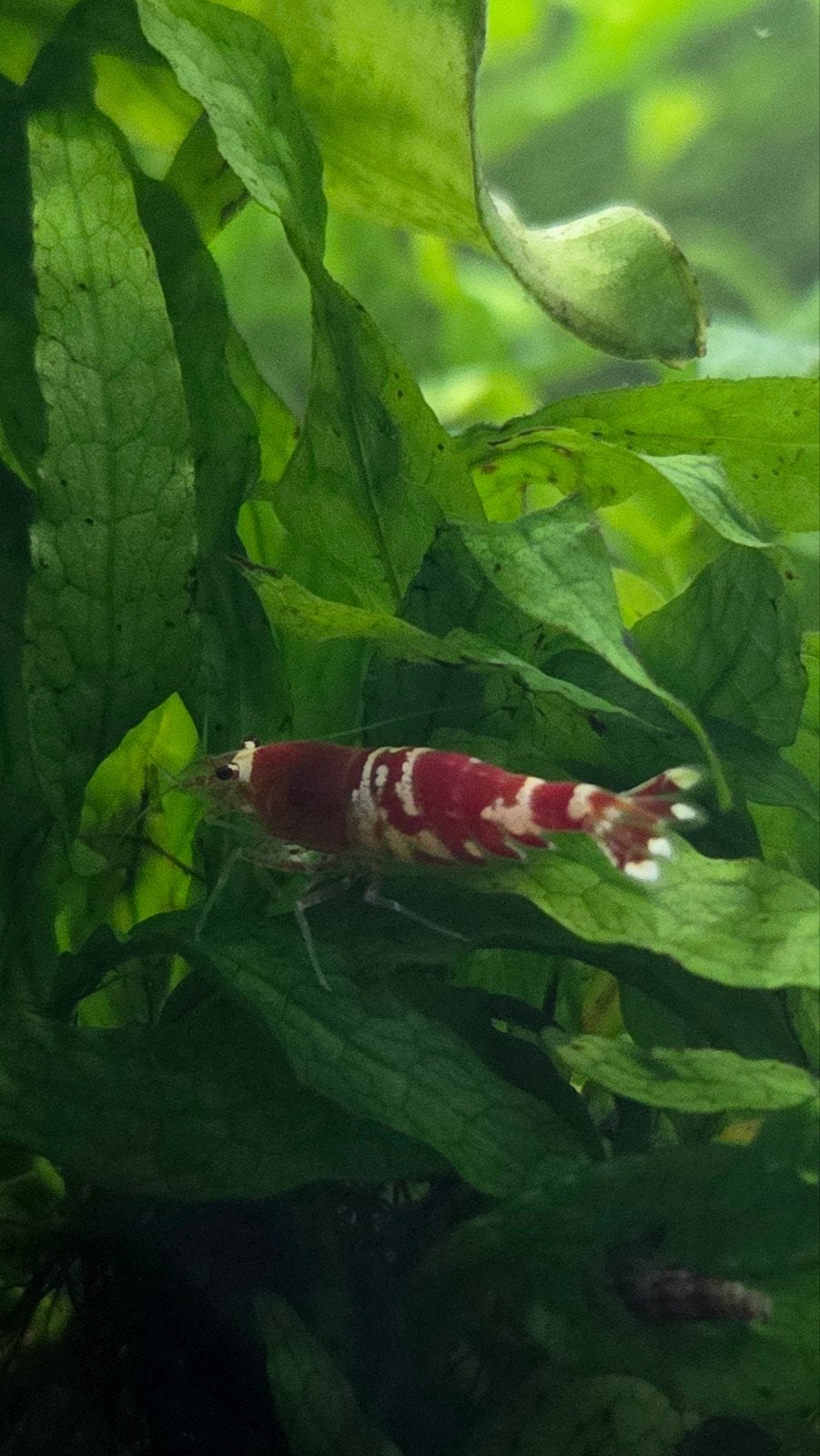 Crystal red garnalen, Kreeft, Krab of Garnaal