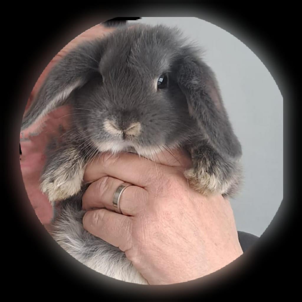 1 tam jonge lieve hangoor konijntje,  ram, Dieren en Toebehoren, Konijnen, Meerdere dieren, Hangoor